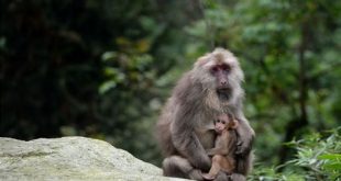 Why is Monkey Jungle closed?