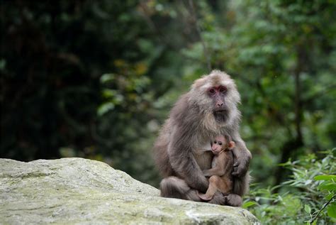 Why is Monkey Jungle closed?