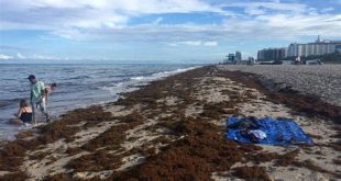 Why is there so much seaweed in Miami Beach?